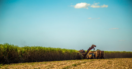 Sugar cane hasvest plantation