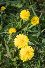Close up of blooming yellow dandelion flowers