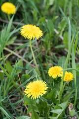 Obraz premium Yellow dandelion flower