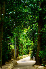 備瀬のフクギ並木