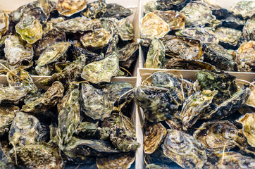 Oysters in a fish market