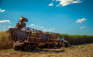 Fototapeta premium Sugar cane hasvest plantation