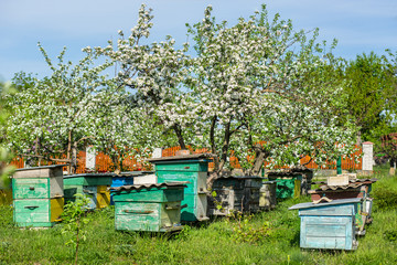 Apiary in apple orchard
