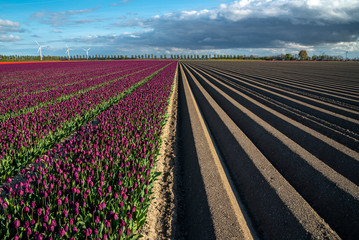 Field with rows and tulips