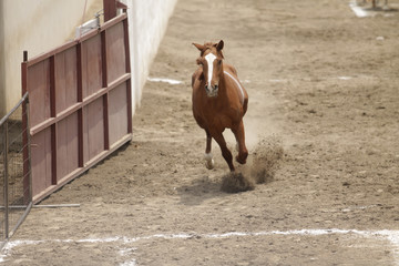 Wild brown horse riding fast in a stable