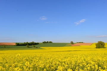 Rapsfeld in der Wetterau bei Bruchk&ouml;bel