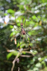Spider