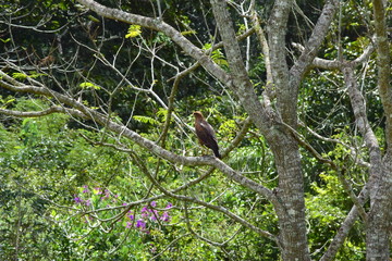 Savana Hawk