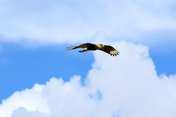 Hawk