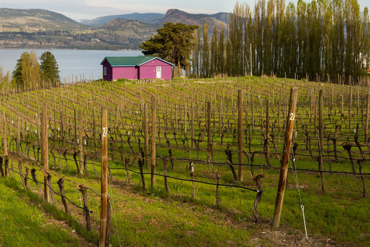Purple House in Vineyard, Naramata Bench