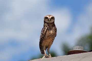 Owl