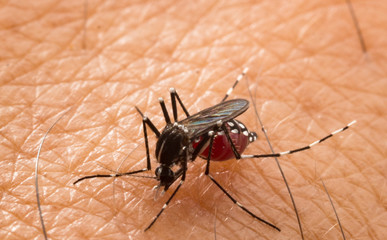 Aedes aegypti Mosquito. Close up a Mosquito sucking human blood,Mosquito Vector-borne diseases,Chikungunya.Dengue fever.Rift Valley fever.Yellow fever.Zika.Mosquito on skin