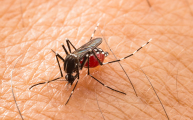 Aedes aegypti Mosquito. Close up a Mosquito sucking human blood,Mosquito Vector-borne diseases,Chikungunya.Dengue fever.Rift Valley fever.Yellow fever.Zika.Mosquito on skin