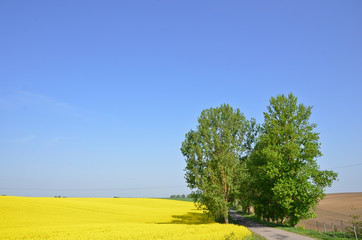 Fototapeta na wymiar Spring landscape with flowering rapeseed field, road with green trees on the background of blue sky