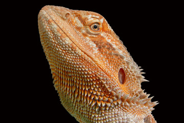 Dragão de Barbas