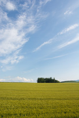 Obraz premium 初夏の麦畑