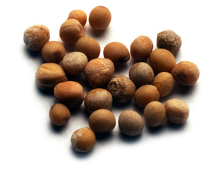 Eutrema japonicum ワサビ Wasabi Васаби 山葵 고추냉이 वसाबी Chrzan japoński seed ואסאבי วาซาบิ Maustekrassi seme وسابي