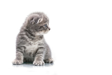 beautiful grey kitten,Little grey cat isolated on white
