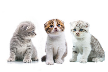 Collage of beautiful grey kitten,Little grey cat isolated on white