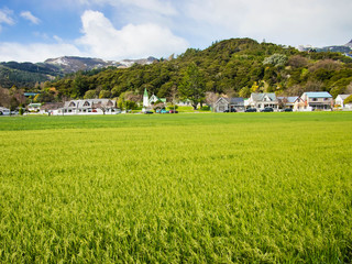 Rice field way on the green field background cloud cloudy lawn