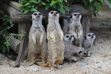 ミーアキャット