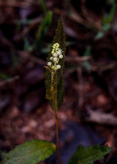Flores, folhas e pequenos frutos do bioma Cerrado  brasileiro, fotografo em 2018 com luz natural, na região da Serra do Cipó, em Minas Gerais