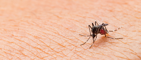 Aedes aegypti Mosquito. Close up a Mosquito sucking human blood. - obrazy, fototapety, plakaty
