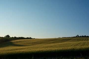 Obraz premium 夕日を浴びるムギ畑