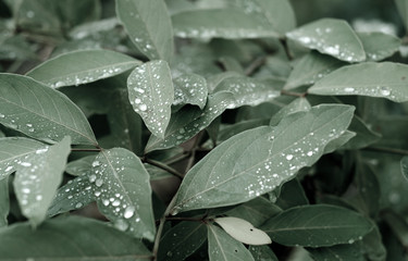 Plantas, flores e frutos do Cerrado brasileiro, um dos mais importantes biomas do mundo com uma...