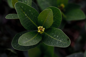 Plantas, flores e frutos do Cerrado brasileiro, um dos mais importantes biomas do mundo com uma diversidade de fauna e flora muito rica. 