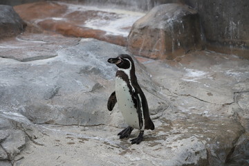 フンボルトペンギン