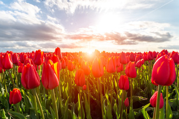 Kleurrijk tulpenveld