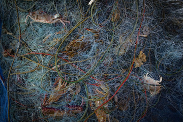 Fresh Horse Crab or Blue Crab