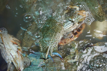 Fresh Horse Crab or Blue Crab