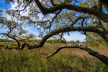 Vereen Memorial Historical Gardens near Calabash North Carolina