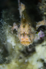 Fototapeta na wymiar Closeup of Frogfish with Extreme Bokeh in Osezaki, Japan