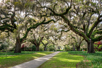 Fototapeta premium Live Oaks in Spring - South Carolina