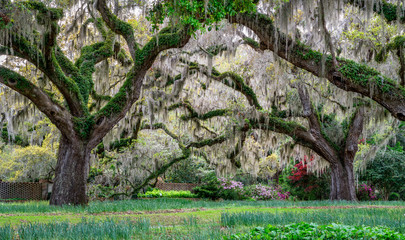 Live Oaks in Spring - South Carolina