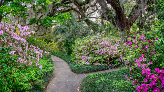 Spring blooming Azalea in South Carolina with Live Oaks