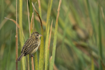 Baya Weaver perched on tall grass.
