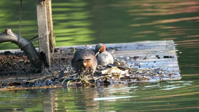 Tokyo,Japan-May 5, 2018: After dabchick or little grebe feeds its babies, it takes place of the partner.