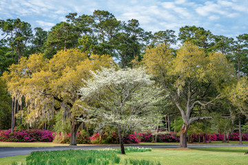 Live Oaks and dogwood tree in Spring - South Carolina