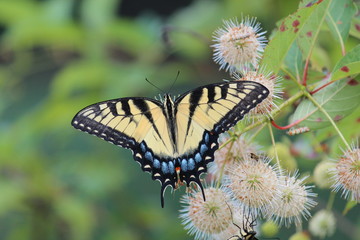 Tennessee Swallowtail butterfly