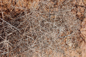 Thorns on Parched Desert Floor