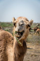 Fototapeta premium Portrait of an Indian Dromedary Camel Standing in Front of a Herd of Camels in the Thar Desert 