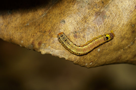 Image of brown worms are on brown leaves on natural background. Insect. Animal.
