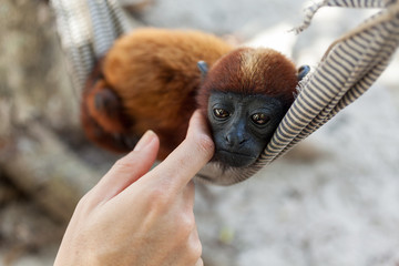 Woman hand petting an orphan baby monkey in a hammock.