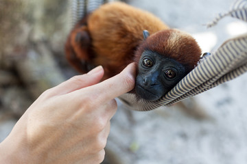 Woman hand petting an orphan baby monkey in a hammock. © Imago Photo