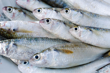Fresh Mullet Fish for Cooking.