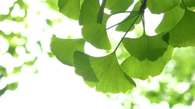 Green ginkgo flattering in the wind